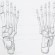 Anatomy foot (shutterstock_162857756)