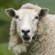 34013_Sized-for-All-Media-Scotland-Sheep