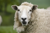 34013_Sized-for-All-Media-Scotland-Sheep