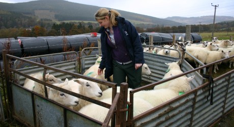 Checking sheep