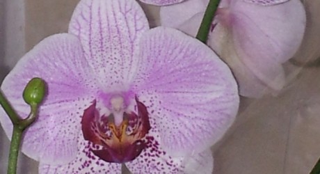 orchids for wellbeing event