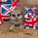 29788_Royal-Wedding-Meerkat