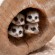 31811_Baby-Meerkats-Small