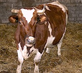 28860_cattle-168