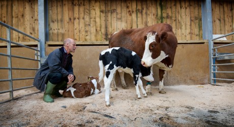David Finlay with cow and calves