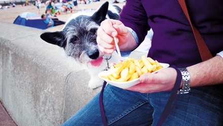 31528_dog_and_chips