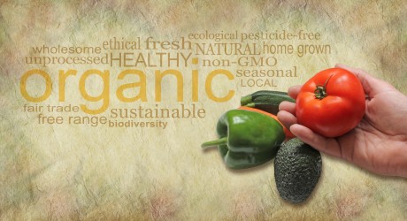 Offering Organic Fresh Produce Website Header - male hand holding a beef tomato on a rustic background with an organic word cloud behind and copy space beneath