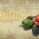 Offering Organic Fresh Produce Website Header - male hand holding a beef tomato on a rustic background with an organic word cloud behind and copy space beneath