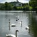 32640_Swan-lake-015