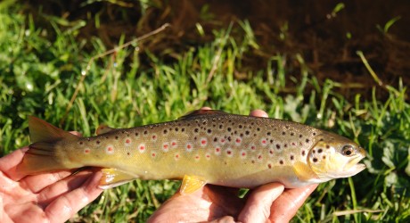 33729_Howietoun-brown-trout