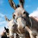 Avenue donkey rides allmedia