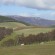 34418_12-07-CMS-research_Scottish-land_Sunny-hillside-with-sheep