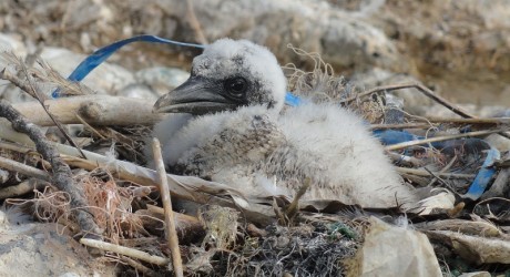 Gannet chick in plastic incorporated nest, credit RSPB Cymru