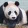Giant_Panda_Yang_Guang_AM